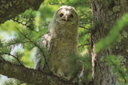 守護神|とんぼ玉アクセサリー 願魂