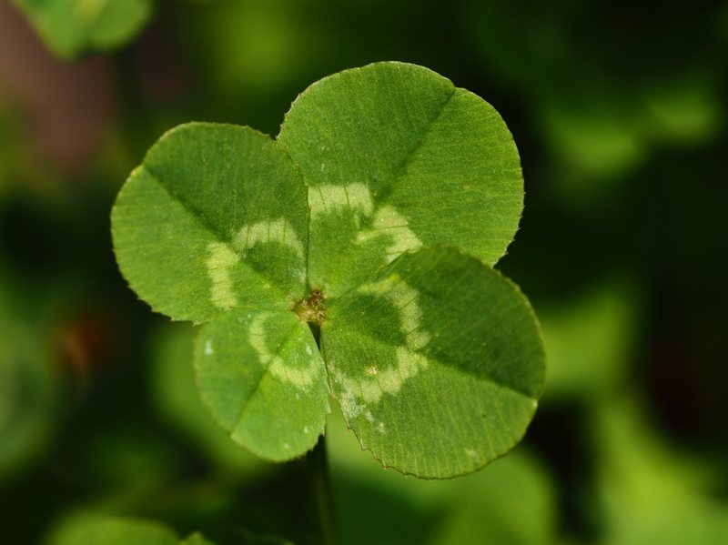 四葉|とんぼ玉アクセサリー 願魂